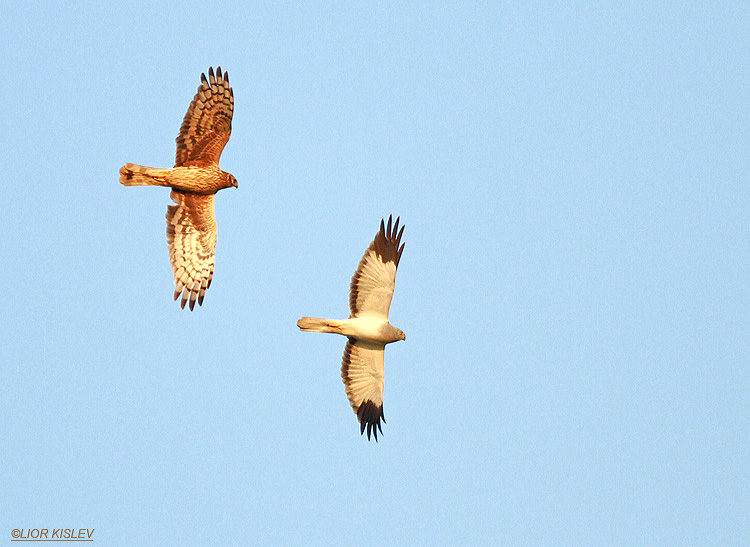 Hen Harrier Circus cyaneus ,male and feamle ,wadi Samak,Golan heights , .January  2013. Lior Kislev